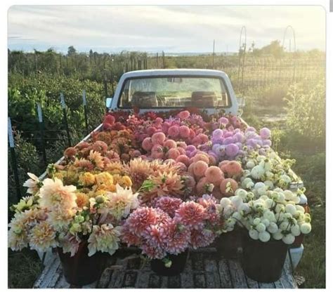 Bir araba dolusu çiçek